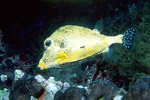 The rare and beautiful Golden Smooth Trunkfish.