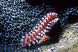 Bristle Worm