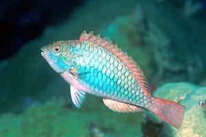 Redband Parrotfish Juvenile