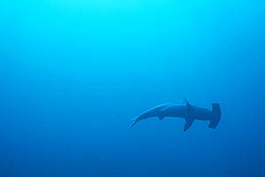 Hammerhead Shark