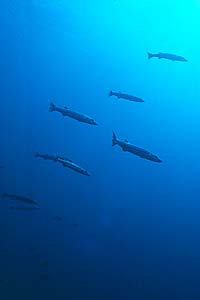 many-barracuda.jpg (8618 bytes)