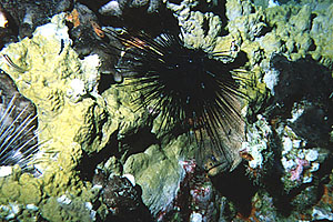 urchin-moray.jpg (51242 bytes)