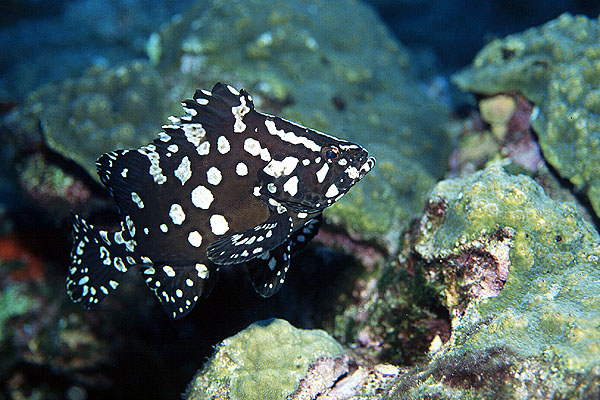marbled-grouper.jpg