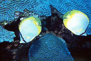 Spotfin Butterflyfish