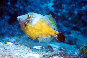 white-spotted-filefish.jpg (31797 bytes)