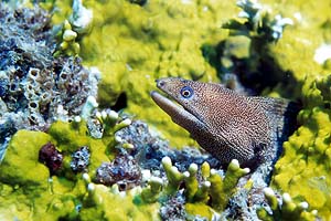 Goldentail Moray