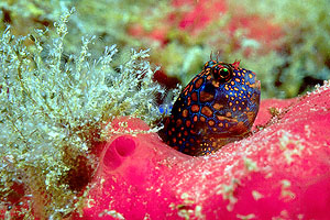 Tesselated Blenny