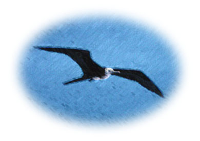 A frigate bird soars on Little Cayman's winds (21150 bytes)