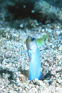 One of the jawfish at Pillar Coral.