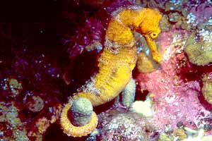 The yellow seahorse from Canyon Reef.