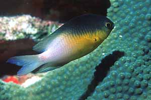 Bicolor Damselfish