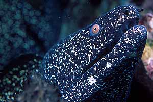 Moray Closeup