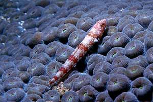 Red Lizardfish