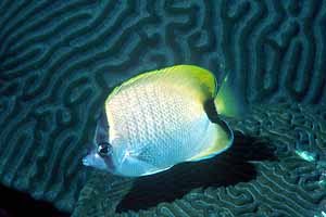 Reef Butterflyfish