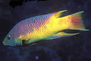 Spanish Hogfish