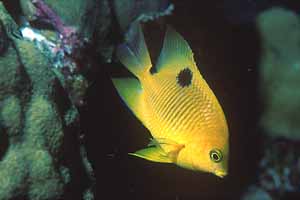 Juvenile Threespot Damselfish