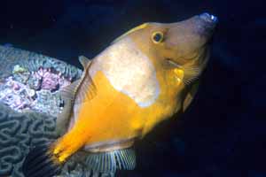 Whitespotted filefish