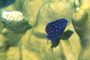 Juvenile Yellowtail Damselfish