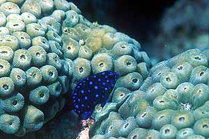 Juvenile Yellowtail Damselfish