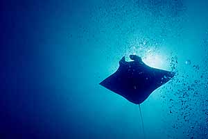 Manta at Stetson Bank