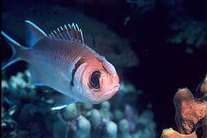 Soldierfish and isopod