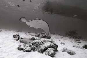 Stingray City