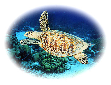 hawksbill.jpg (49530 bytes)