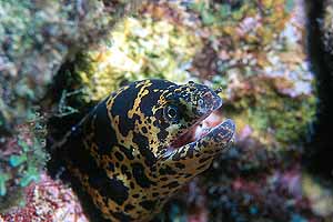 Chain Moray