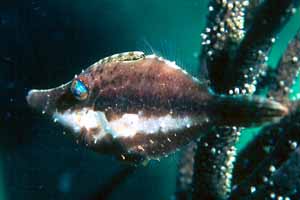 Slender Filefish