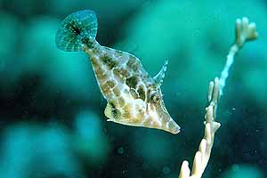 Slender Filefish