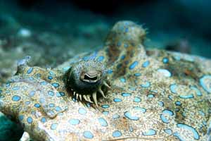 Peacock Flounder
