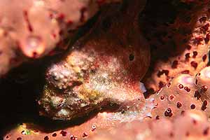 Frogfish