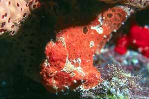 Frogfish