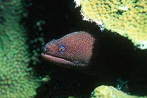Goldentail moray