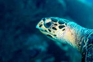 Hawksbill Turtle