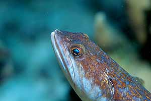 Lizardfish
