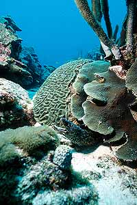 WA Moray