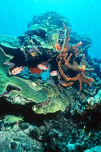 Reef Scene