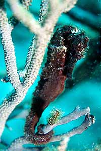 Seahorse