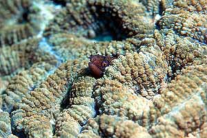 Tiny Moray