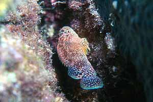 Unknown Fish