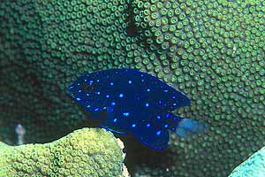 Yellowtail Damselfish