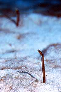 One of Mandy's Garden Eels.